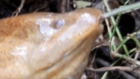 Câu lươn.câu những hang bí ẩn không ngờ...tập50/eel but the mysterious cave is unexpected