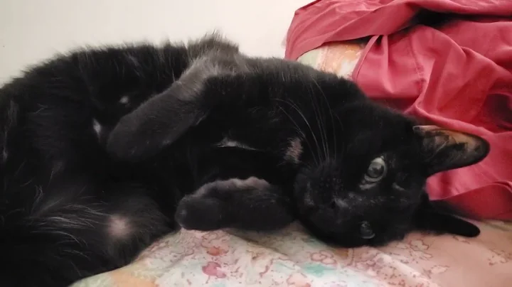 Video 8989481: norwegian forest cat american, coon norwegian forest cat, maine coon norwegian forest, siamese oriental cats, european maine coon cat, domestic maine coon, mix