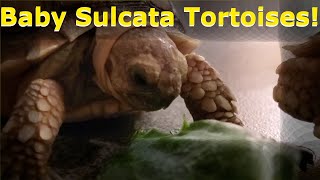 Baby Sulcata Introduction | Sulcata Diet and Enclosure Care & Tips