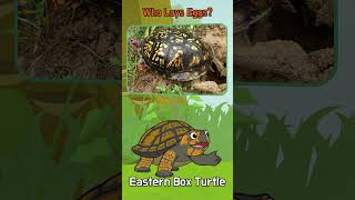 Who Lays Eggs? Meet Penguin, Shark, Erfly, Crocodile, And Turtle Little Fox