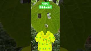 나뭇잎 사우르 #관찰 #자연놀이 #봄자연 #유아숲지도사 #하달샘 #애벌레#귀여 🌳 #새 #자연관찰 #자연과학💕 #숲놀이 #주말숲반 #자연물수업#생태놀이
