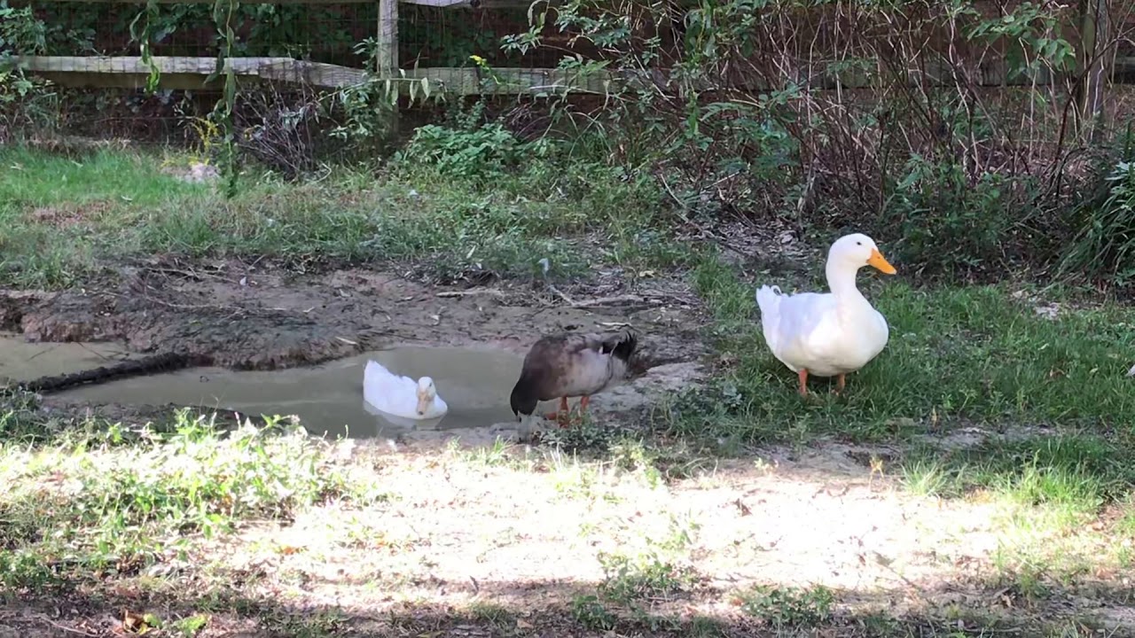 Ducks like to eat worms underwater YouTube