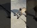 #monkey #cute #comedy #funny #youtubeshorts #viral