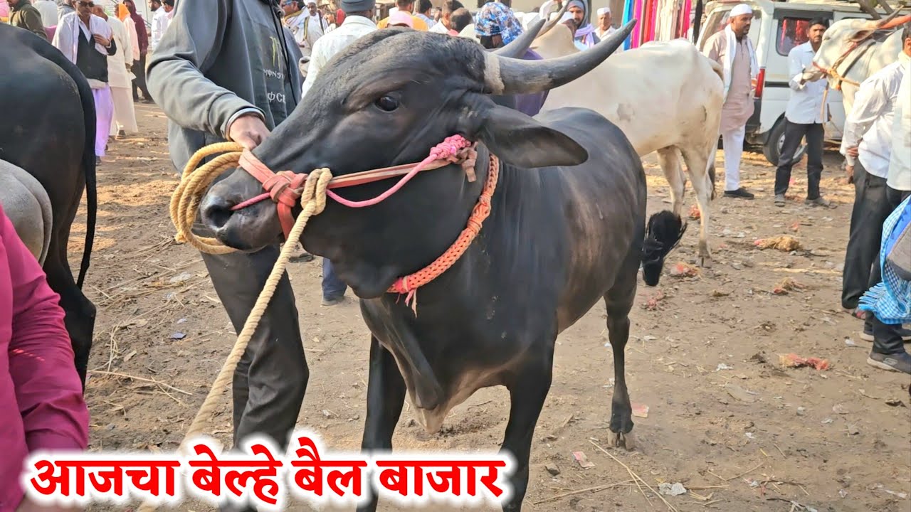 आजचा बेल्हे बैल बाजार ,,दि-09/02/2026…Belhe Bail Bajar..Bail Bazar Belhe...#Belhe