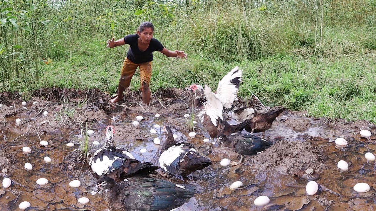Catch duck and egg for food in forest - Cooking duck egg in the ground for lunch ideas