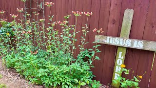 May flowers #gardentour #gardeningvideos #frugalliving #seniorliving #livingonabudget by CrazyForJesus 89 views 1 day ago 18 minutes