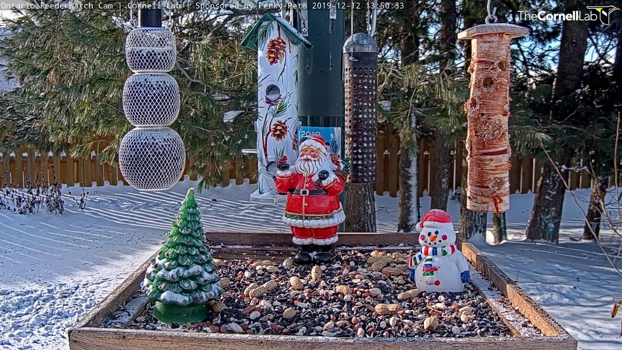 Black Capped Chickadees Grab And Go At Ontario Feeders Dec 12