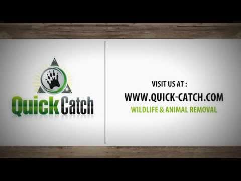 Jacksonville's Wildlife & Animal Removal : Quick Catch's Ryan Boyd
