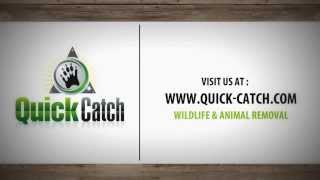 Jacksonville's Wildlife & Animal Removal : Quick Catch's Ryan Boyd