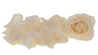 Rose Petals
