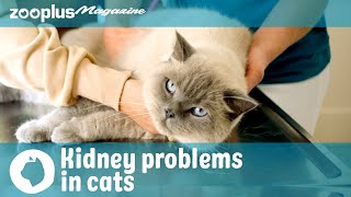 Kidney problems in cats: symptoms & treatment