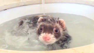 Ferret Enjoys Bath Time