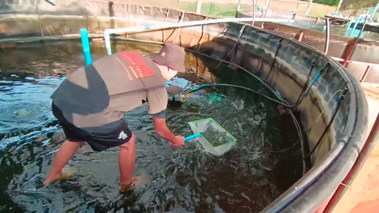 การเลี้ยงกุ้งขาวความเค็มต่ำในระบบน้ำหมุนเวียน