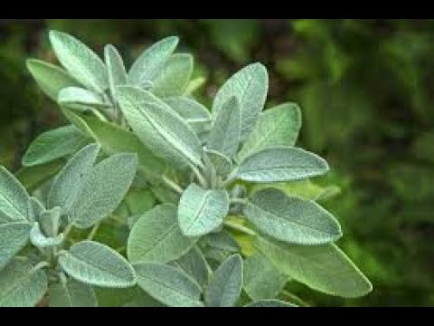 Sage Benefits & Uses for Skin, Memory & More