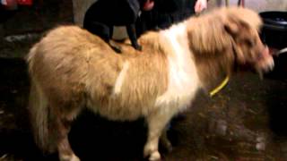 Poppy The Horse Riding Patterdale