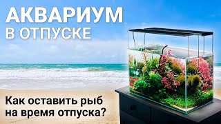 Aquarium on vacation. How to leave the aquarium and fish on vacation?