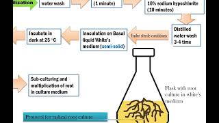 Root culture