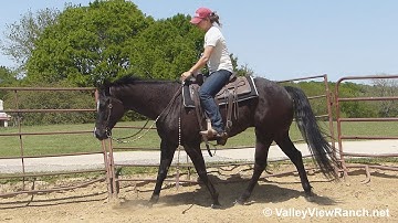 Cool Commands - slow jog, lope, stops! - ValleyViewRanch.net