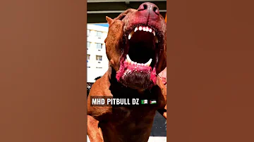 MHD PITBULL DZ كلاب البتبول في الجزائر 