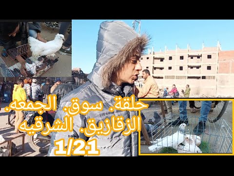 سوق الجمعه الزقازيق الشرقيه 1 21 غاوي حمام الزقازيق