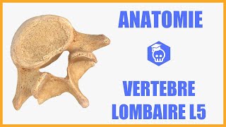 ANATOMIE - Cinquième vertèbre lombaire (L5), sacralisation et spondylolisthésis