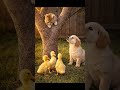 🗺️Ducklings Form a Tiny Planning Circle While the Kitten Watches from Above and the Puppy #shorts