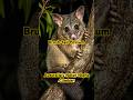 Brush-tailed Possum: Australia’s Noisy Night Climber! 🐾🌙