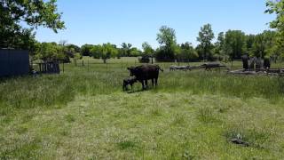 Sophias first calf.