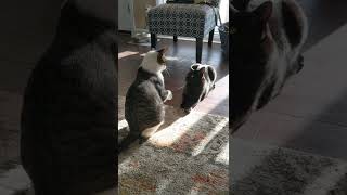 Cat Does Big Boop to His Brother