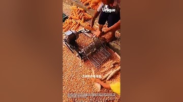 Corn harvest: using a shelling machine