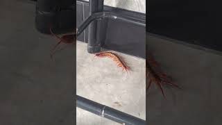 Giant Centipede Crawling Around