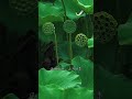 The love of Chinese medicinal herbs