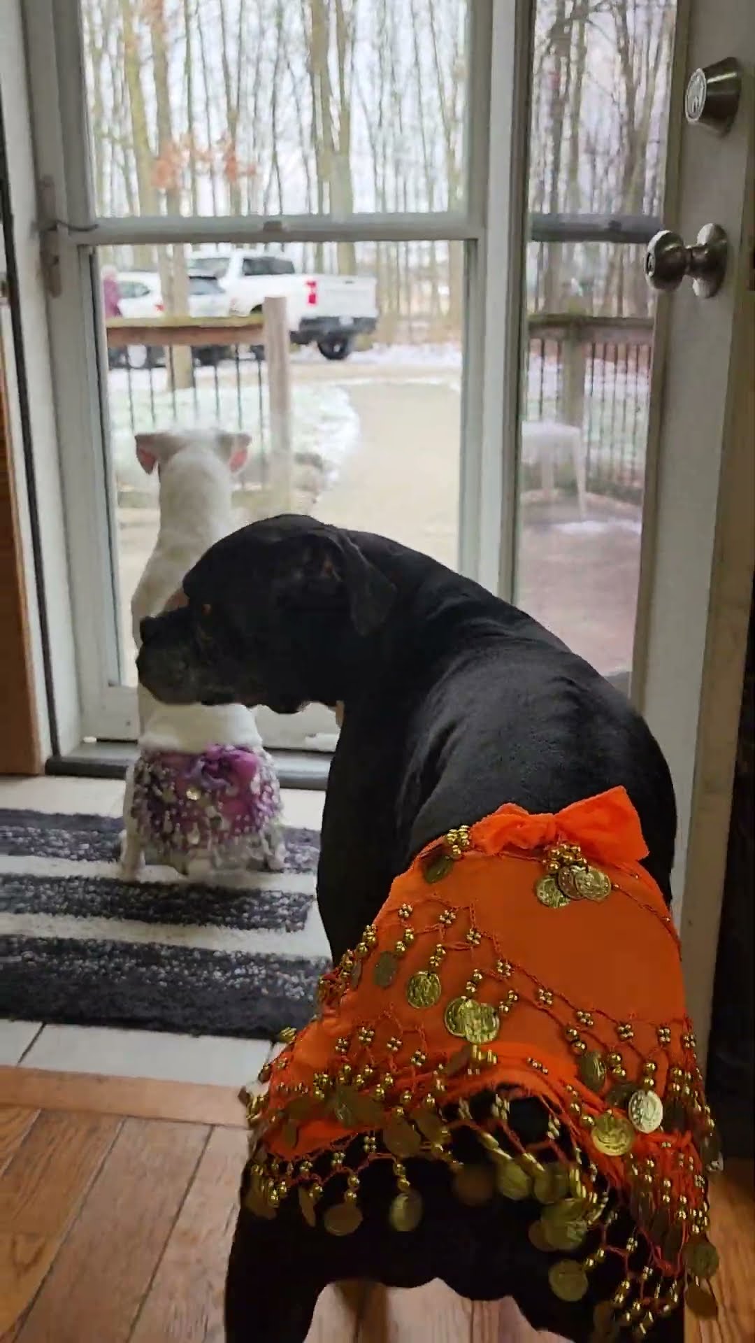 Boxer Dogs Make Jingly Wiggles || ViralHog