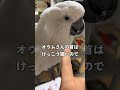 オウムって実は羽がふわふわ過ぎて皮膚に届かないんですよ#shorts