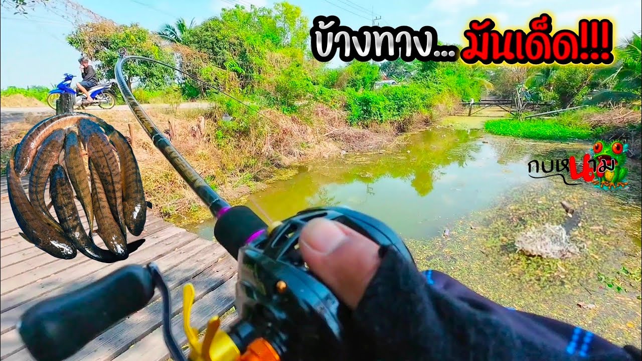 ข้างทางมันเด็ด!!! หมายมหาชนใครก็ตกได้ #ตกปลาช่อนข้างทาง #กบหนาม