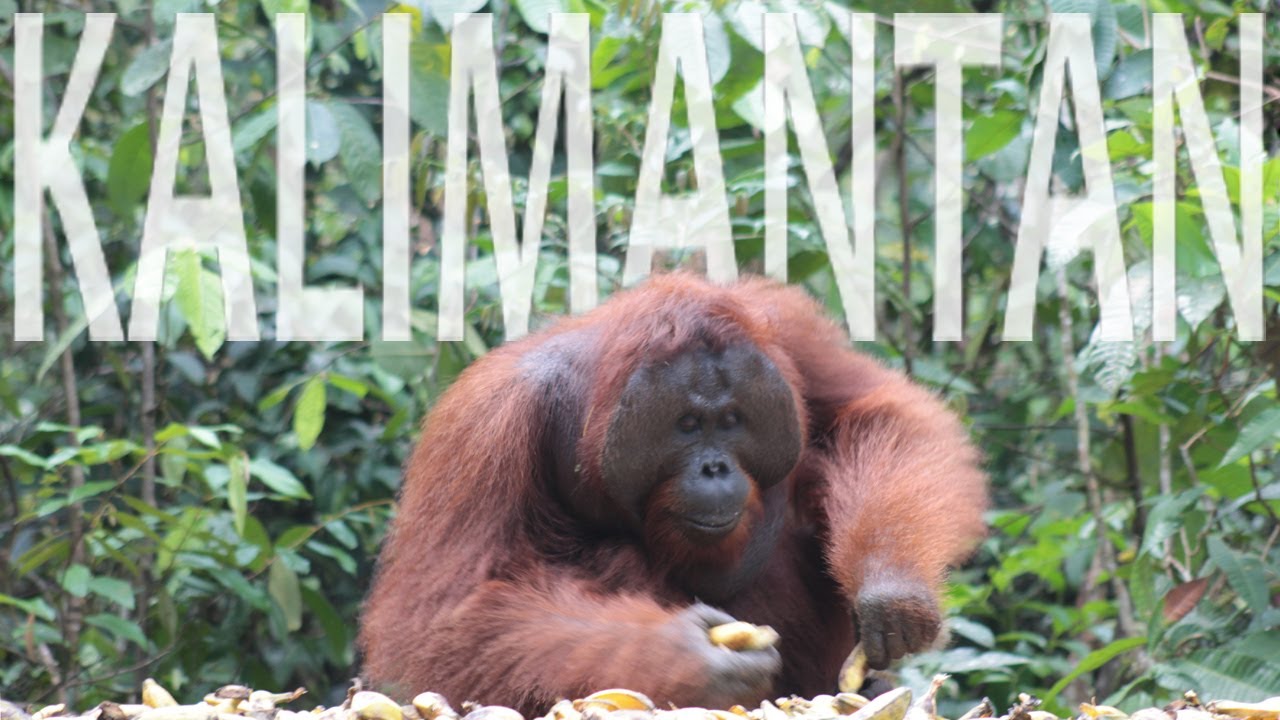 Kalimantan/Borneo: 2 days tour watching orangutans in Tanjung Puting N.P.