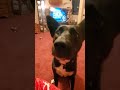 Lady the dog 🐕 wants another treat #dogofyoutube #dog #dogs #dogbreed #dogsworld #shorts #short