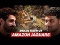 Tiger in India vs Jaguar in the Wild : Who&rsquo;s More Dangerous? | Raj Shamani Clips