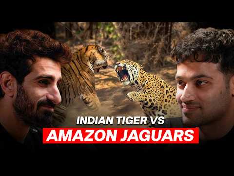Tiger in India vs Jaguar in the Wild : Who’s More Dangerous? | Raj Shamani Clips