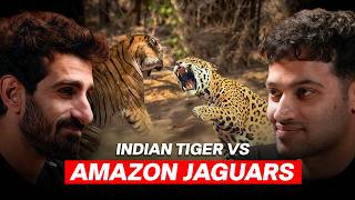 Tiger in India vs Jaguar in the Wild : Who’s More Dangerous? | Raj Shamani Clips