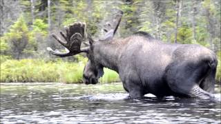 Harold the Helldiver Moose 2013 July