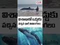 విశాఖలో ఒడ్డుకు వచ్చిన భారీ తిమింగలం | Whale At Vishaka Beach | CVR Exclusive