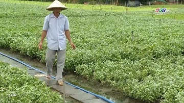 Phát triển kinh tế tuần hoàn trong nông nghiệp - Lợi đơn lợi kép | BRTgo