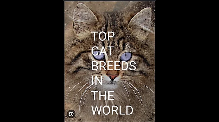 Watch the video about Top cats breeds #cat #pets #petlovers#catvideos#viralshorts #animals #wildlife#viral#ytshorts#shorts