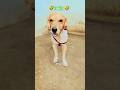 🤣ball kata kar takla🤣#ytshorts #dog #doggielife #funny