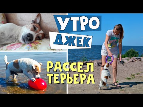 Video: Jack Russell Terrier: Fakta Menarik, Kelebihan Dan Kekurangan Baka
