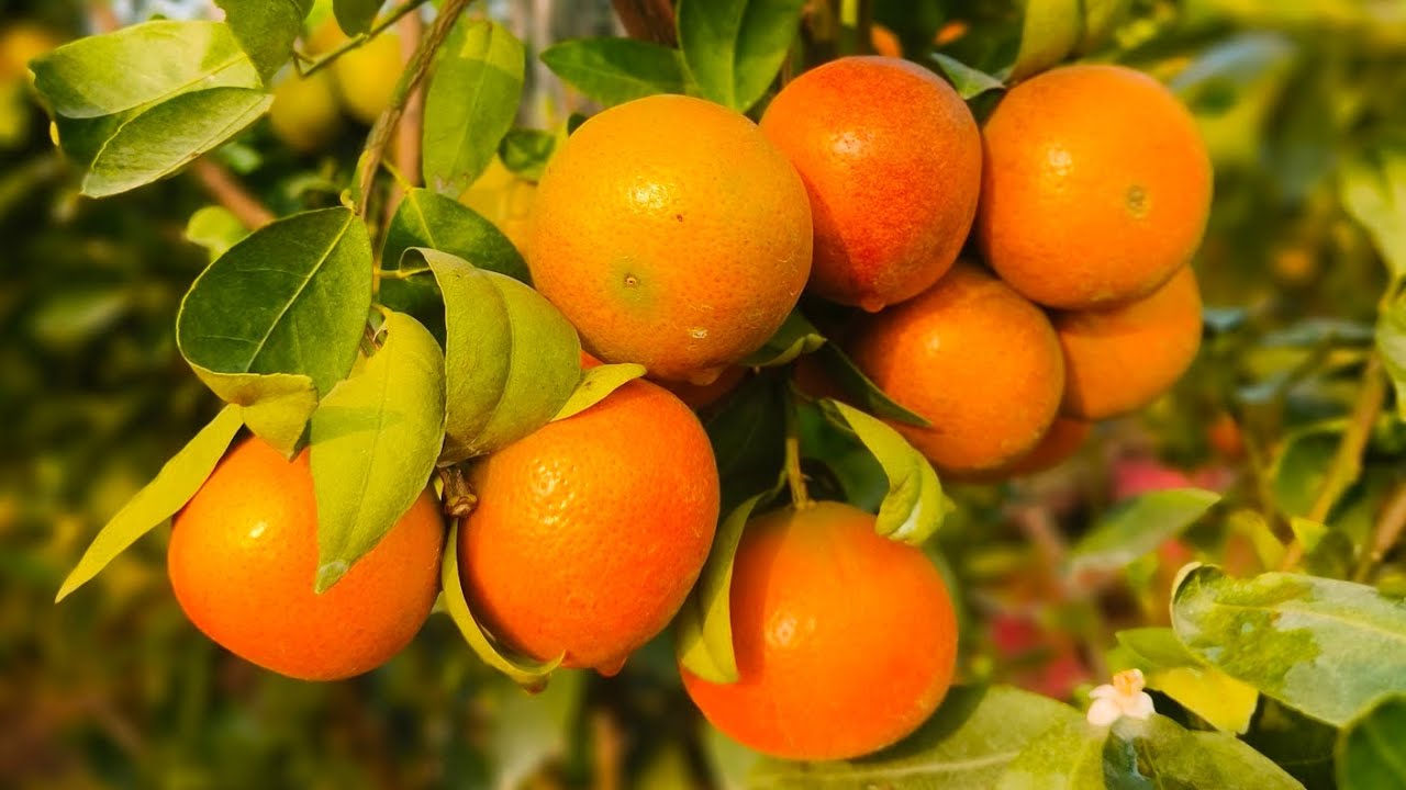 Fremont Mandarin, brix,tss review , best all time Mandarin Verity #fruit #garden 