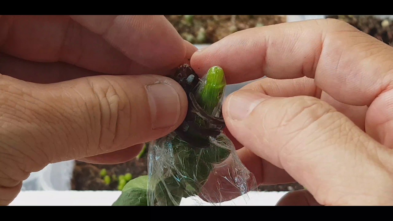 Hướng dẫn tháp mầm xương rồng trên diệp long đơn giản nhất