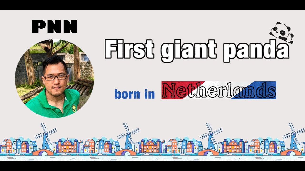 Giant panda ”Wu Wen" gives birth at Dutch zoo on May 1, 2020