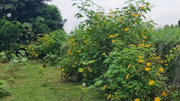 Vườn cây giống hoa cúc dã quỳ Đà Lạt 0377841339